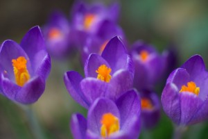98936__crocuses-flowers-purple-spring-color-close-up_p